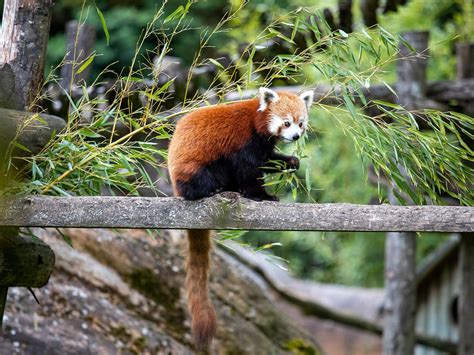 Panda Roux Zooparc De Beauval
