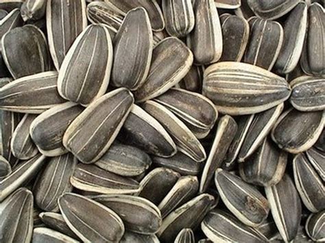 Kanser pundi kencing adalah di mana pertumbuhan tisu yang tidak normal, yang dikenali sebagai tumor, terbentuk dalam lapisan pundi kencing. Kuaci baik untuk pundi kencing