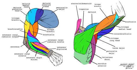 Arm Anatomy Studies By Robertmarzullo On