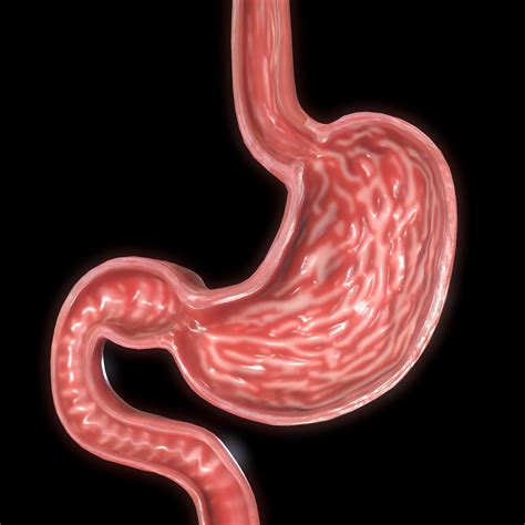 Real Human Stomach Anatomy | Images and Photos finder