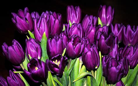 Many Purple Tulips Flowers Close Up Black Background Wallpaper