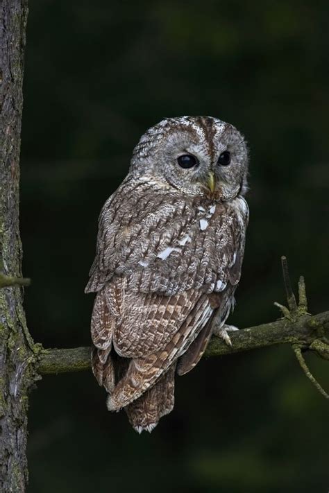 How Do Owls Rotate Their Heads Around? | Live Science
