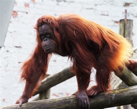 Female Orangutan By James Marsh On Deviantart