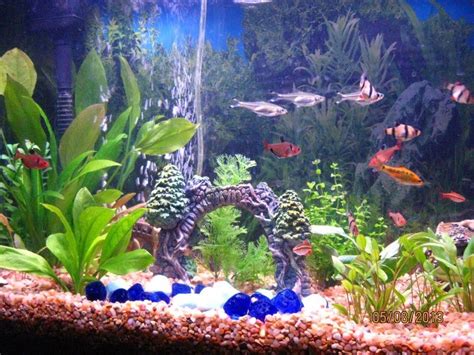 Setting Up A Freshwater Aquarium Is Not As Hard As You Might Think