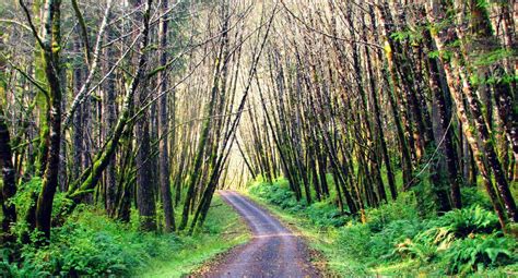 Oregon's 6 state forests: What they are, and where to find them ...