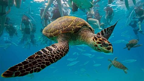 4k Turtles Wallpapers High Quality Download Free