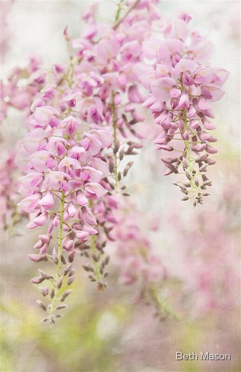 Pink Wisteria By Beth Mason Redbubble