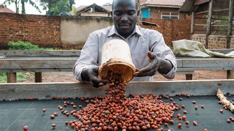 A More Climate Resistant Coffee Rises In Africa The New York Times