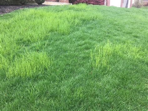 Tall Light Green Grass Patches In Lawn
