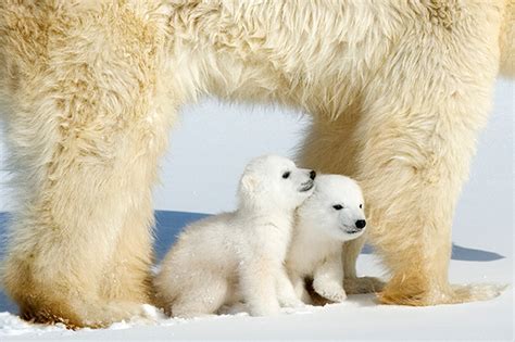 19 Of Our Favorite Baby Animal Photos From The Offset