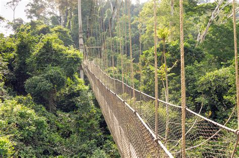 When we visited the kakum national park canopy walk in ghana, it was one of 2 tourist type spots we saw while in ghana. The Canopy Walkway of Kakum National Park - For 91 Days ...