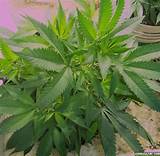 Images of Plants That Look Like Marijuana Plants