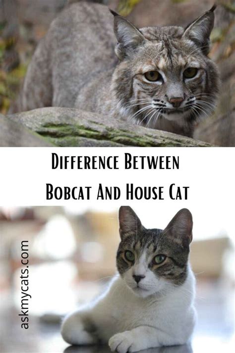 Bobcat Vs House Cat What Are The Differences