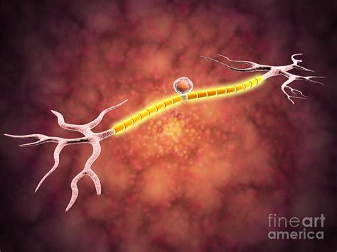 Microscopic View Of A Unipolar Neuron Digital Art By Stocktrek Images