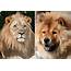 8 Dogs That Look Like Lions  Readers Digest
