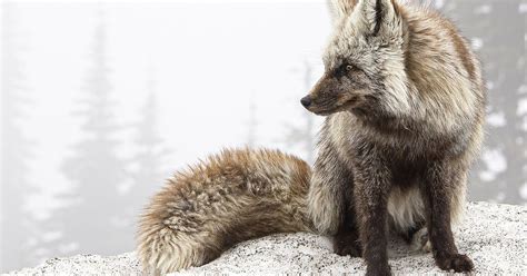Wa Lists The Cascade Red Fox As Endangered The Seattle Times
