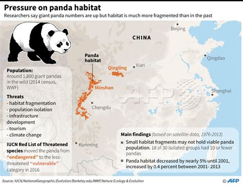 Chinas Fiercely Protected Giant Pandas Are Rebounding But Their