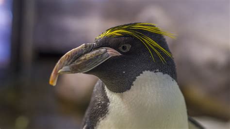 Gentoo Penguin · Tennessee Aquarium