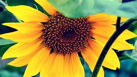 Download beautiful, curated free backgrounds on unsplash. Sunflower Desktop Wallpapers - Wallpaper Cave
