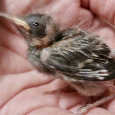 Baby Birds A Site To Help You With Identification