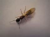 Flying Termite Killer