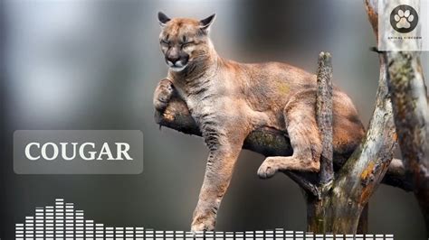 Mountain Lion Scream At Night Cougar Call Scream And Sounds Youtube