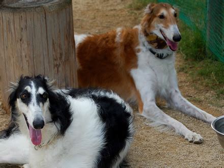 Most borzoi are almost silent, barking only very rarely. Borzói - PetMag