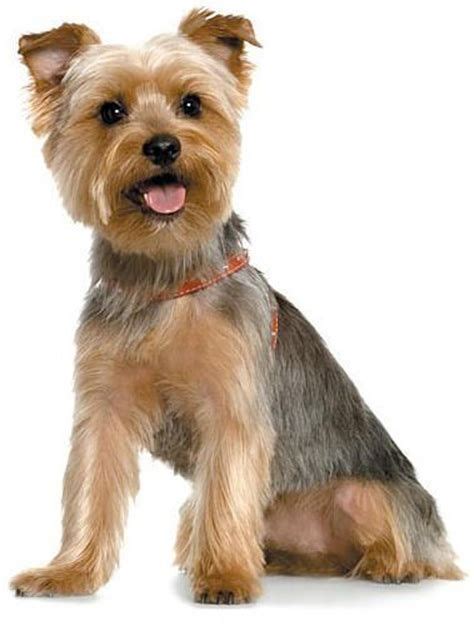 Image Result For Male Yorkie Haircuts Yorkie Puppy Yorkshire Terrier