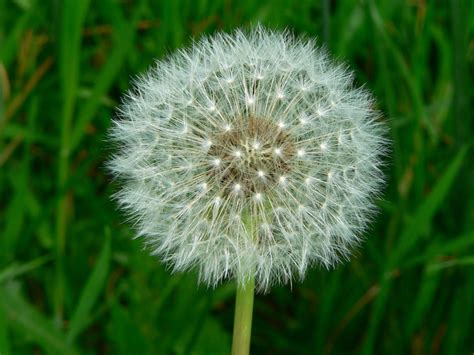 Dandelions