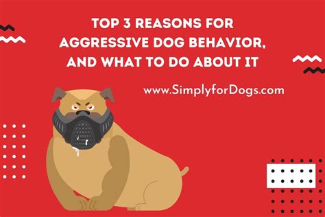 Aggressive Dog Why And How To Stop Simply For Dogs