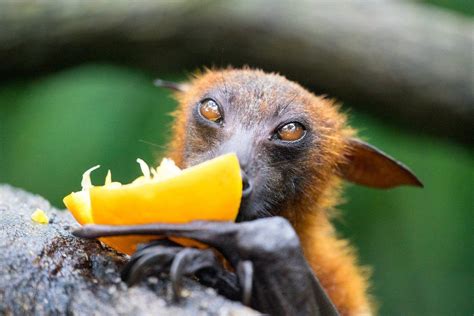 Flying Fox Eating Fruit The Occasional Bat Fox Bat Bat Photos Bat