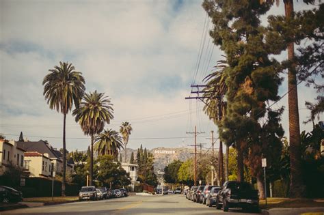 Los Angeles Is Losing Its Palm Trees Yale E360