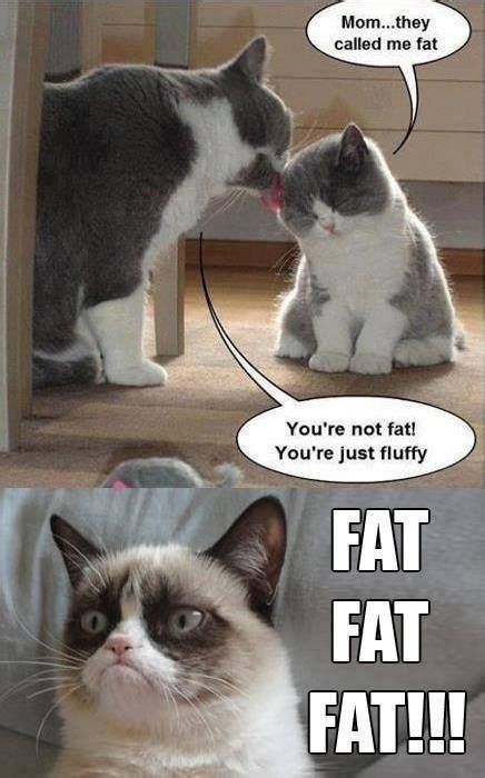 We post fat cats only✌🏼 10k🔓50k🔓100k🔒 ps: Hilarious grumpy cat, grumpy cat meme, grumpy quotes ...
