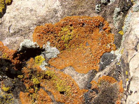 David Magney Crustose Lichens