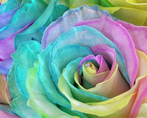 Rainbow Rose 2 Photograph By Ann Bridges Fine Art America
