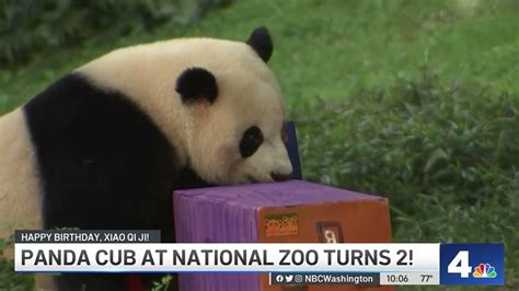 National Zoos Panda Cub Turns 2 Nbc4 Washington