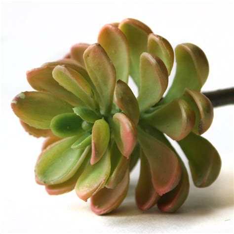 Faux Succulent In Green And Pink Artificial Succulents
