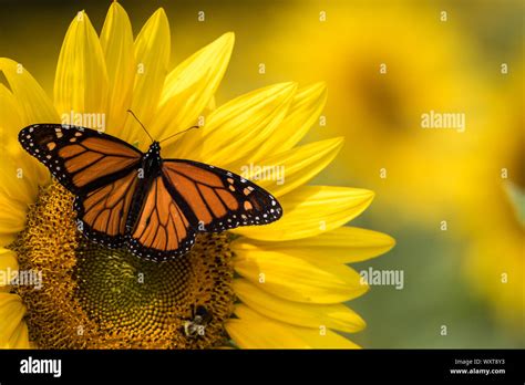 Bright Yellow Sunflower With Monarch Butterfly And Bumblebee On A Sunny
