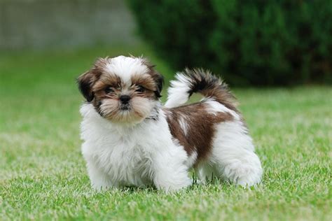 10 Popular Small Long Haired Dog Breeds Tail And Fur