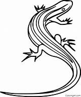 Skink Coloringall Reptile Lizards Lined sketch template