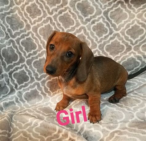 He is 8 weeks old, and ready for his new home. Dachshund Puppies For Sale | Phoenix, AZ #324911 | Petzlover
