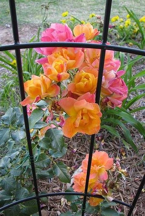 How To Take Care Of Climbing Roses Hunker