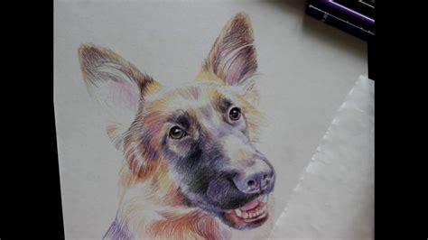 Explore a range of styles and techniques for creating your own works of art in colored pencils (artist's library). art dog portrait - color pencil - YouTube