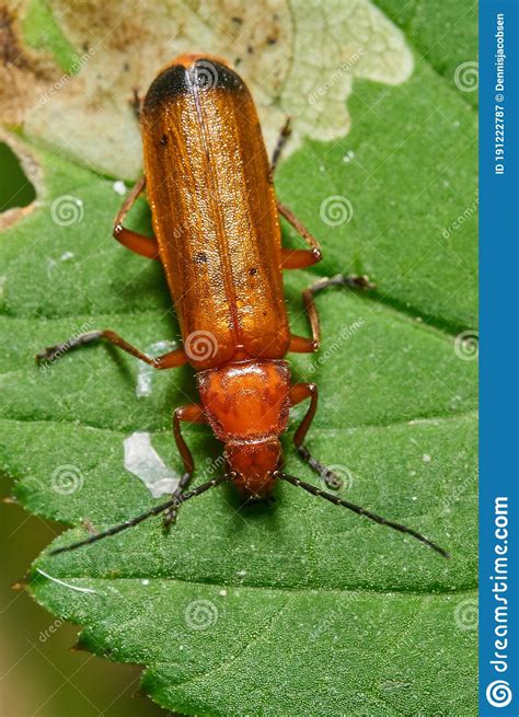 Common Red Soldier Beetle Rhagonycha Fulva Stock Image Image Of
