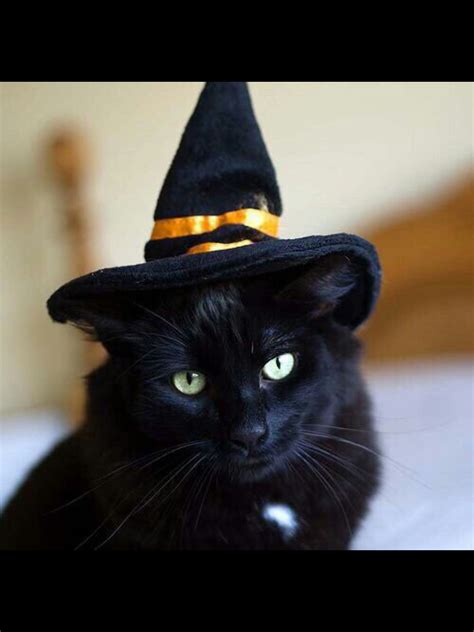 Black Cat In Witch Hat Cat Dko