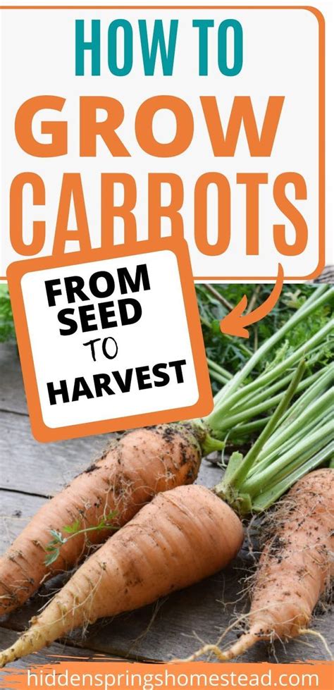 How To Grow Carrots From Seed To Harvest Growing Carrots Carrot