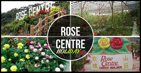 Cameron highlands is situated in pahang, west malaysia. Rose Centre | Cameron Highlands Online