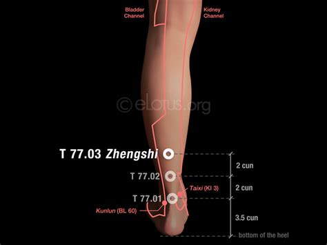 Zhengshi T 7703 Master Tungs Acupuncture Elotus Core