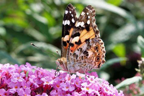 County Blooming With Painted Lady Butterflies News San Diego County