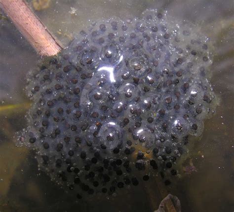 Maybe you would like to learn more about one of these? PRINCE OF THE POND: Frog Eggs and Toad Eggs